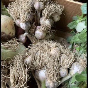 Organik Sertifikalı Sarımsak (adet) (KARGO GÖNDERİMİNE UYGUN DEĞİLDİR)